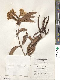 Rhododendron aurigeranum image