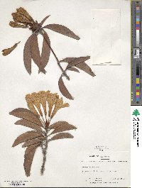 Rhododendron aurigeranum image