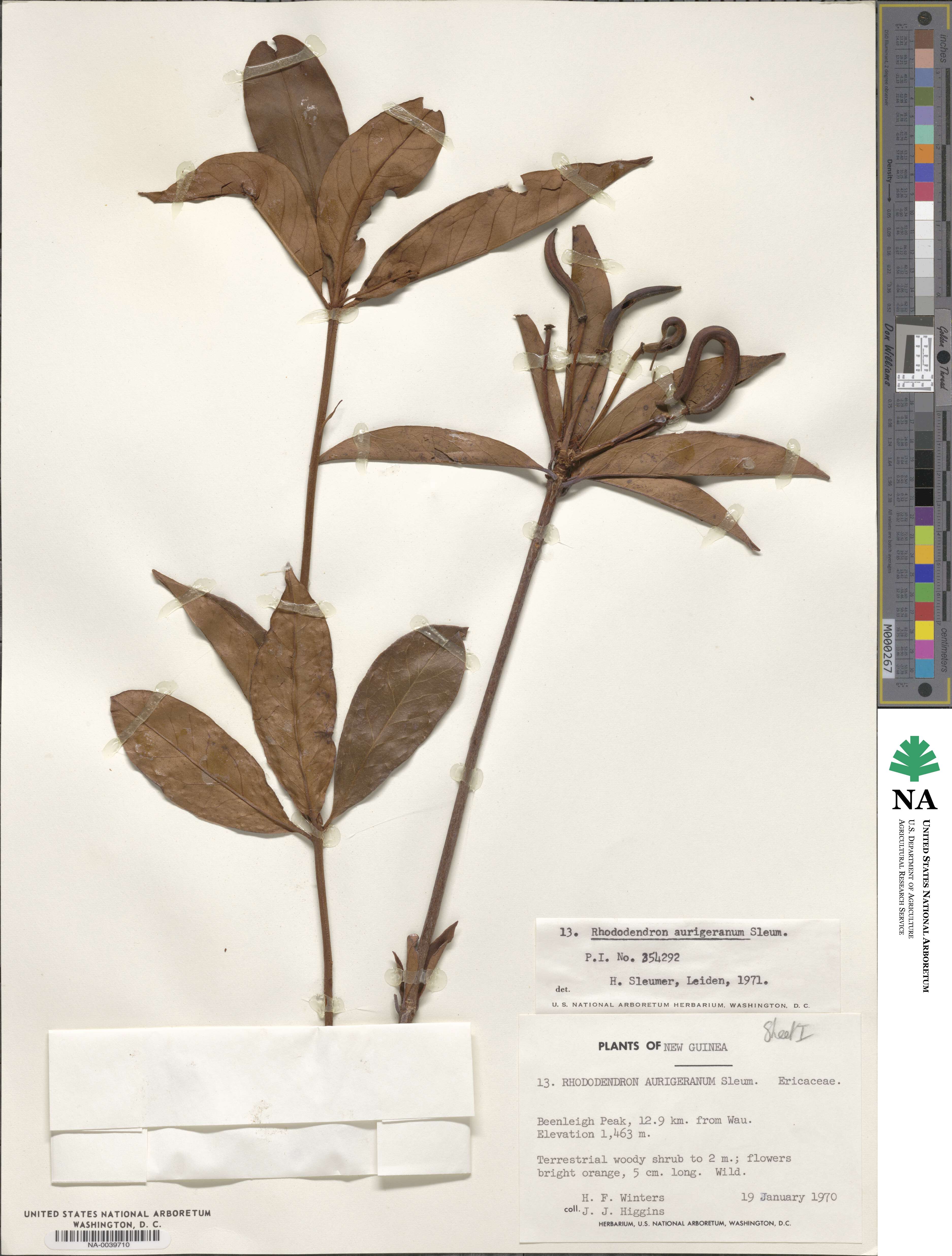 Rhododendron aurigeranum image