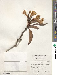 Rhododendron aurigeranum image