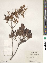 Rhododendron atlanticum image