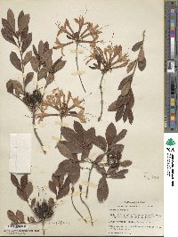 Rhododendron atlanticum image