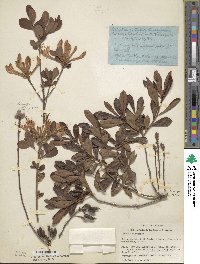 Rhododendron atlanticum image