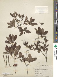 Rhododendron atlanticum image