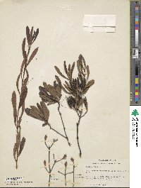 Rhododendron atlanticum image