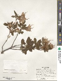 Rhododendron atlanticum image