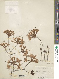 Rhododendron atlanticum image