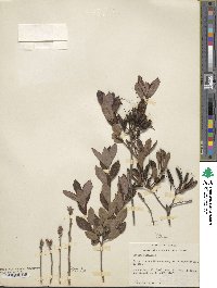 Rhododendron atlanticum image