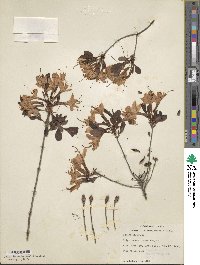 Rhododendron atlanticum image