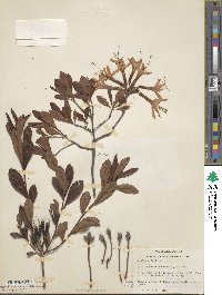 Rhododendron atlanticum image