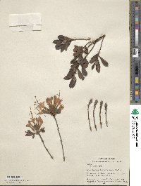 Rhododendron atlanticum image