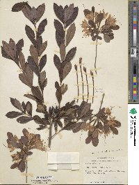 Rhododendron atlanticum image