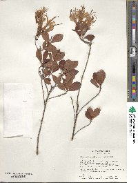 Rhododendron atlanticum image