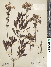Rhododendron atlanticum image