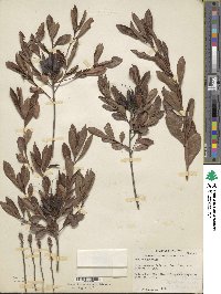 Rhododendron atlanticum image