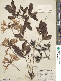 Rhododendron atlanticum image