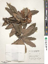 Rhododendron anthosphaerum image