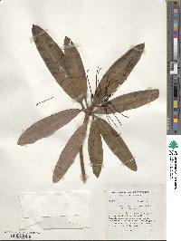 Rhododendron anthosphaerum image