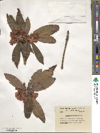 Rhododendron anthosphaerum image