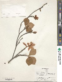 Rhododendron amagianum image