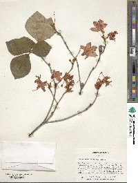 Rhododendron amagianum image