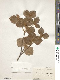 Rhododendron amagianum image