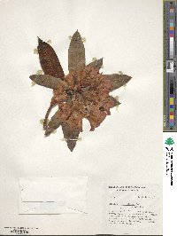 Rhododendron alutaceum image