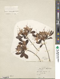 Rhododendron atlanticum image