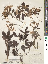 Rhododendron atlanticum image