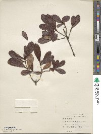 Rhododendron atlanticum image