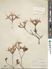 Rhododendron atlanticum image