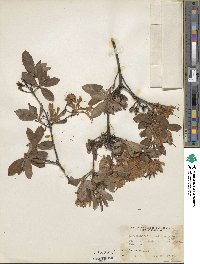 Rhododendron atlanticum image