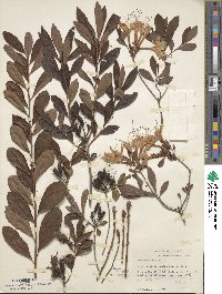 Rhododendron atlanticum image