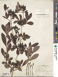 Rhododendron atlanticum image