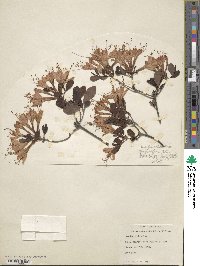 Rhododendron atlanticum image
