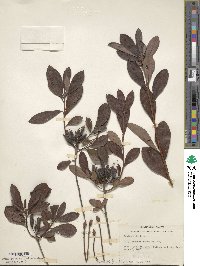 Rhododendron atlanticum image