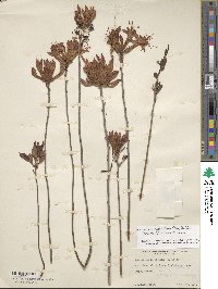 Rhododendron atlanticum image