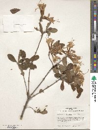 Rhododendron atlanticum image