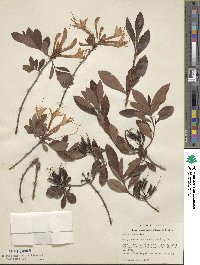 Rhododendron atlanticum image