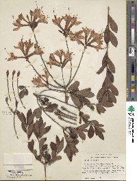 Rhododendron atlanticum image