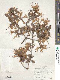 Rhododendron atlanticum image
