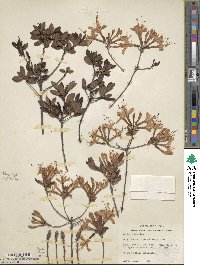 Rhododendron atlanticum image