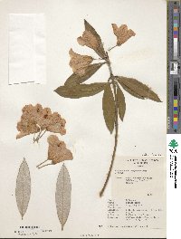 Rhododendron argyrophyllum image