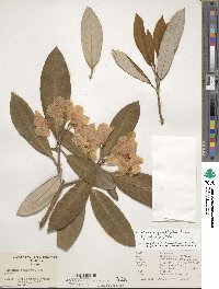 Rhododendron argyrophyllum image