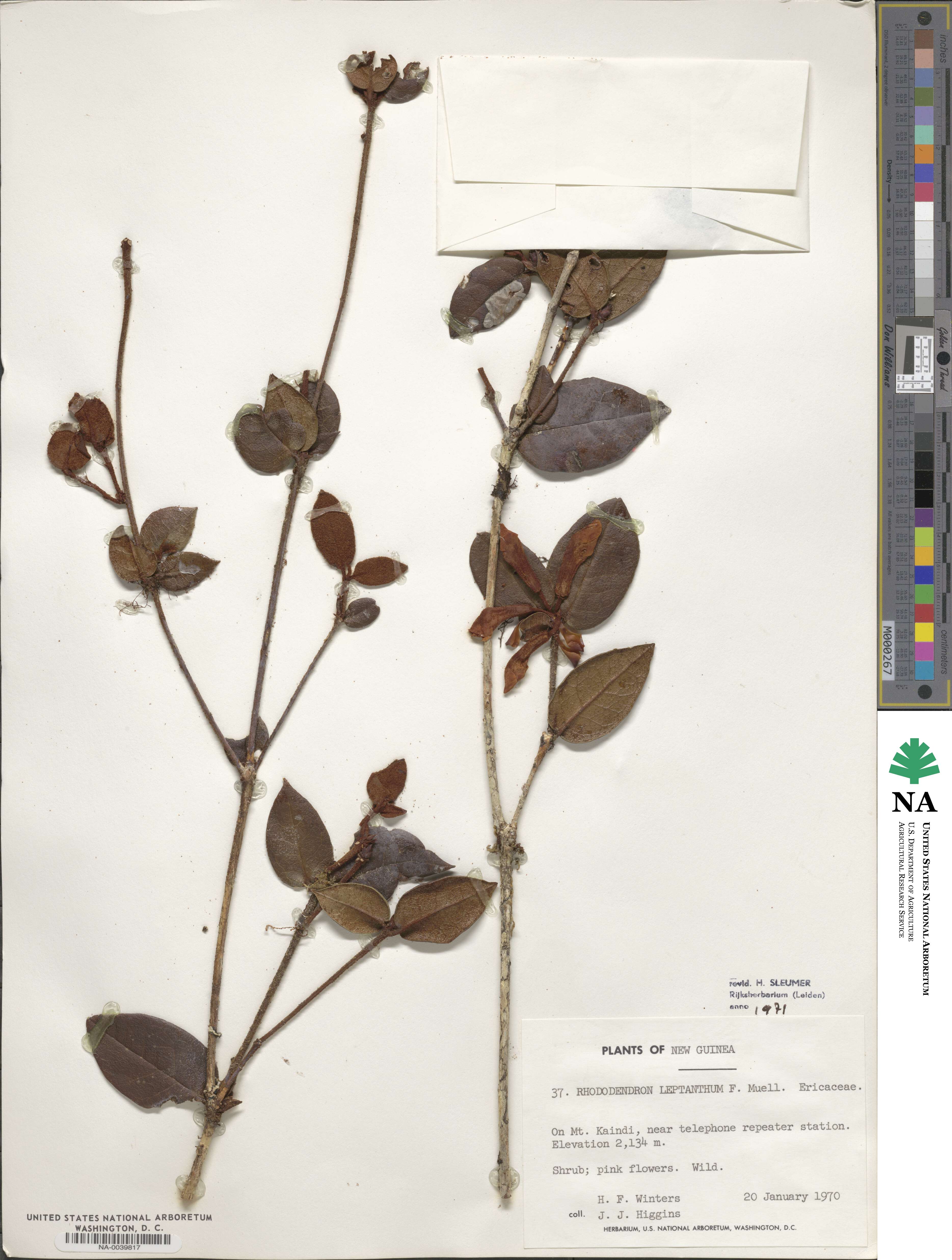 Rhododendron leptanthum image