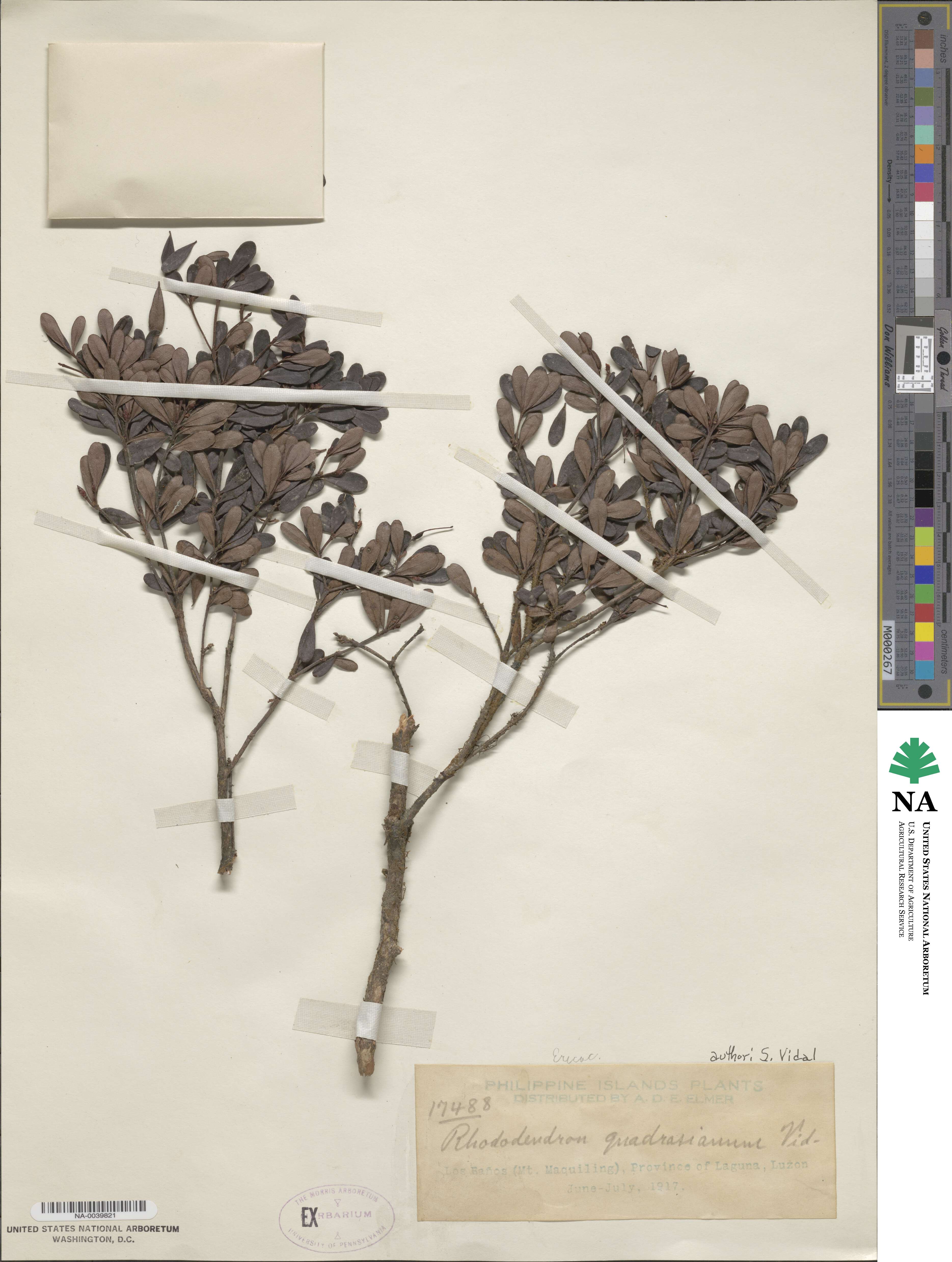 Rhododendron quadrasianum image