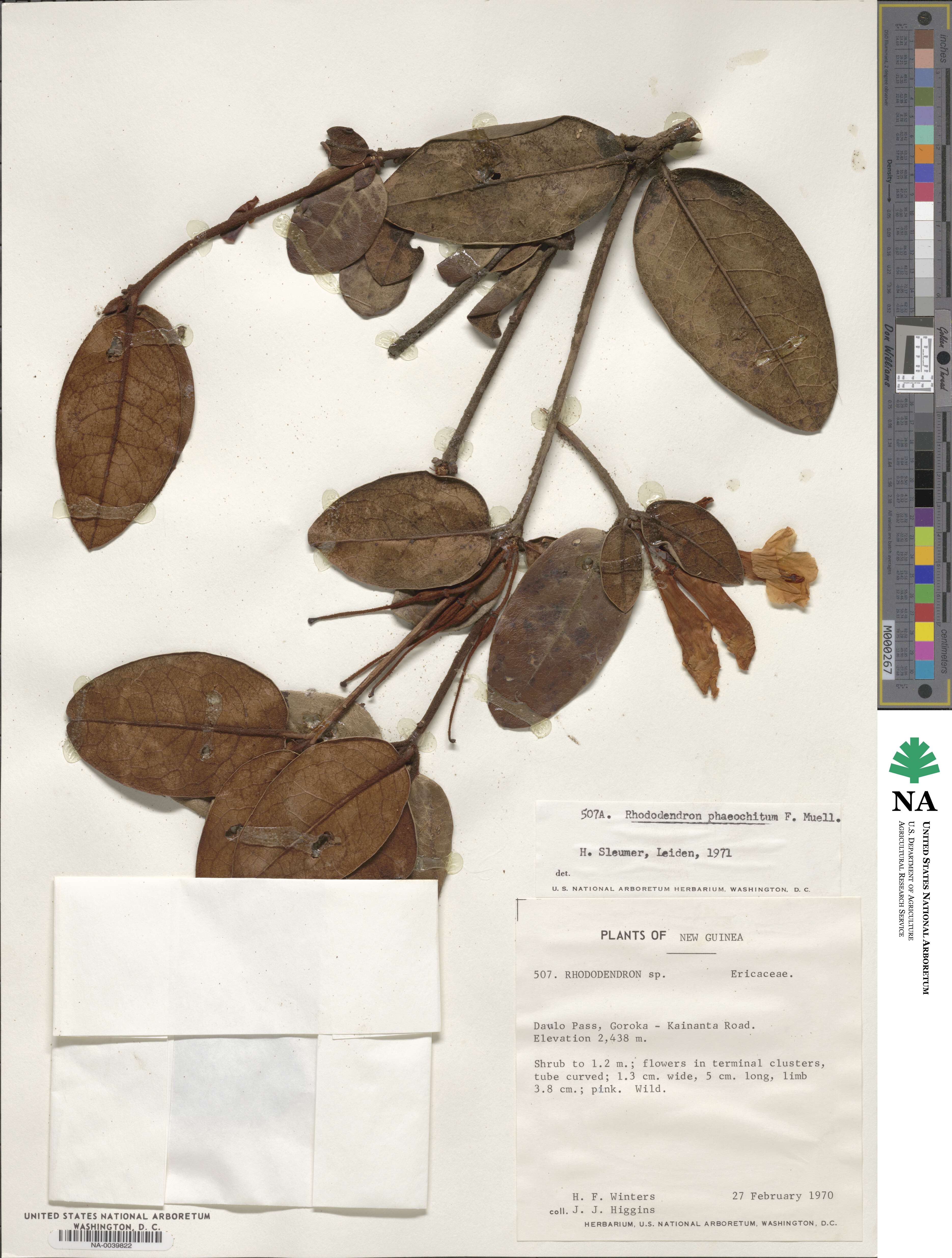 Rhododendron phaeochitum image