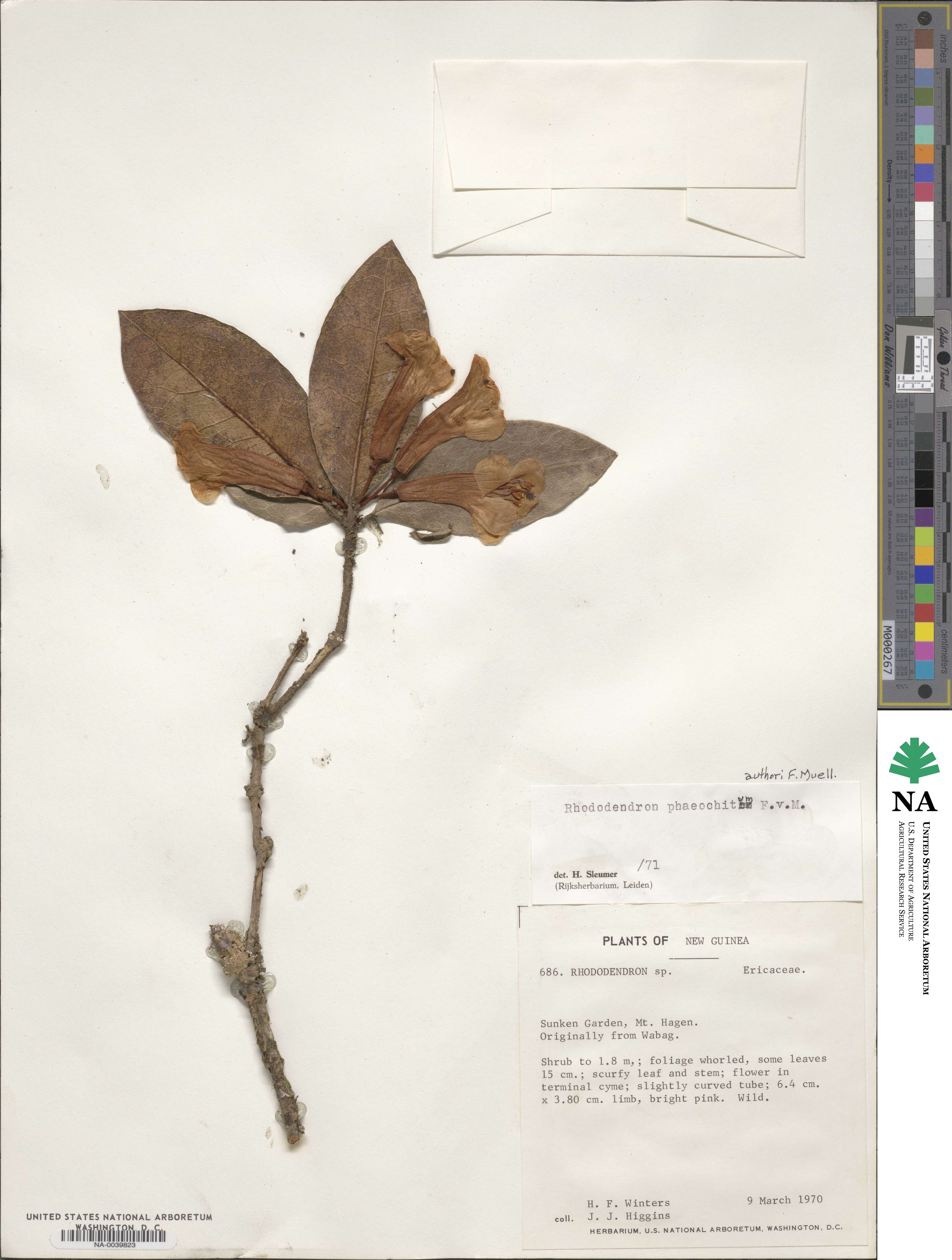 Rhododendron phaeochitum image