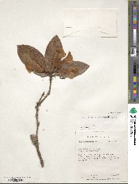 Rhododendron phaeochitum image