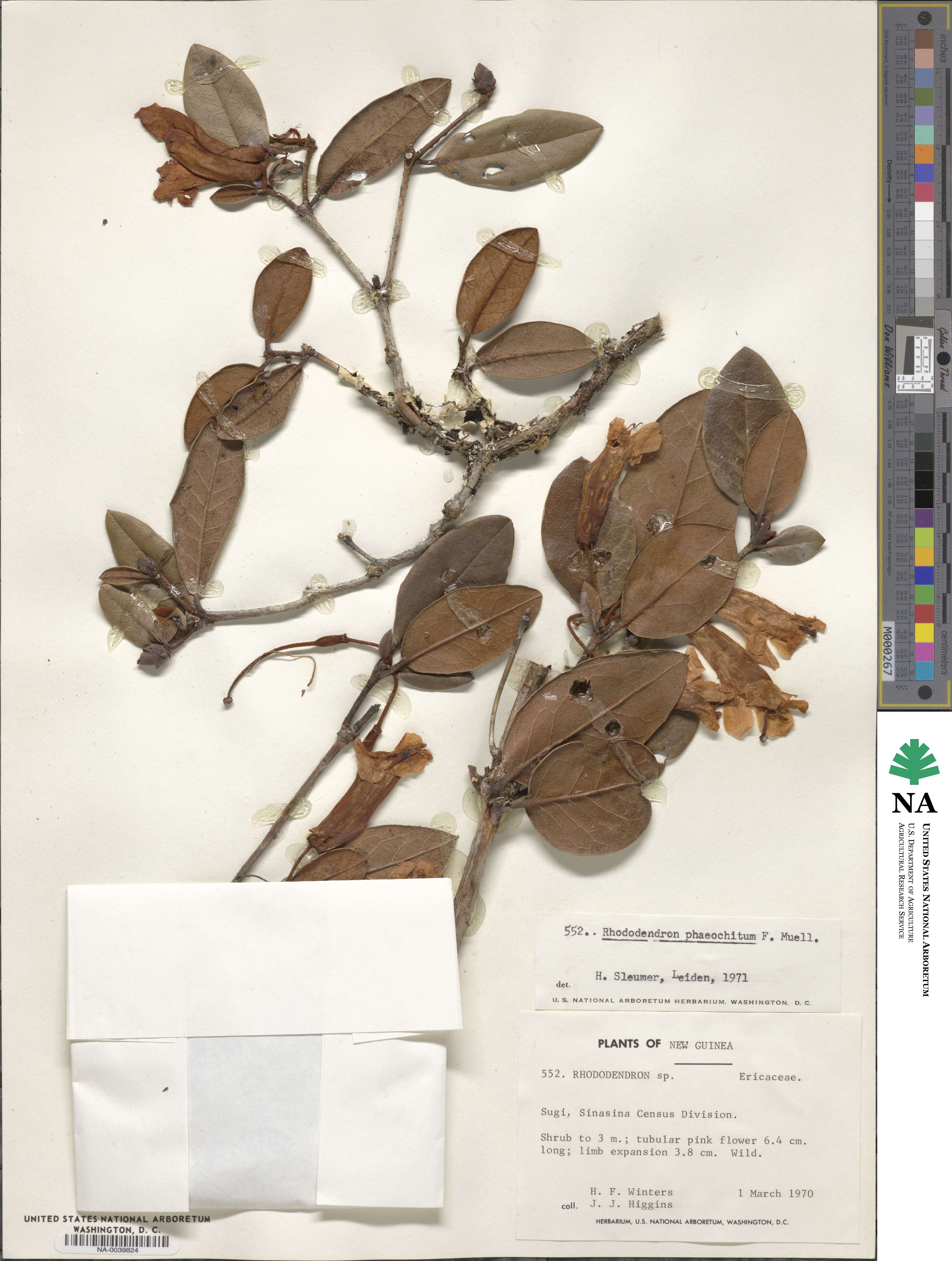 Rhododendron phaeochitum image